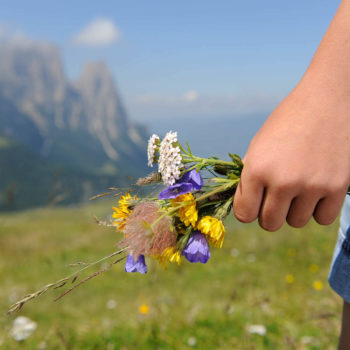 Prato fiorito sull'Alpe di Siusi