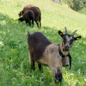 Capre e pecore alla fattoria - bello per le vacanze dei bambini all'agristurismo a Fiè allo Sciliar