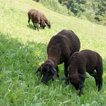 Pecore alla fattoria - bello per le vacanze dei bambini all'agristurismo a Fiè allo Sciliar
