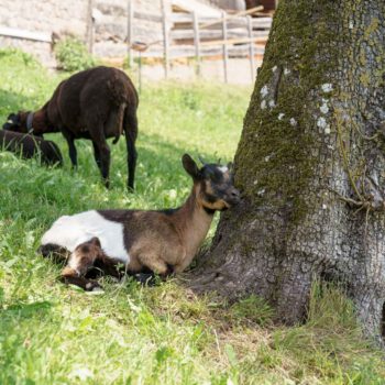 Goats in Fiè allo Sciliar at the farm Schartnerhof