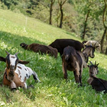 Goats in Fiè allo Sciliar at the Schartnerhof