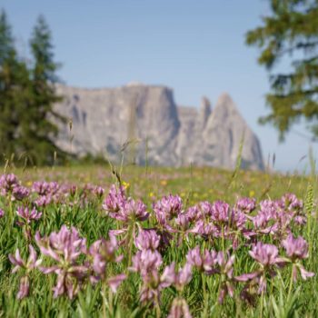 Flower sea on the Alpe di Siusi