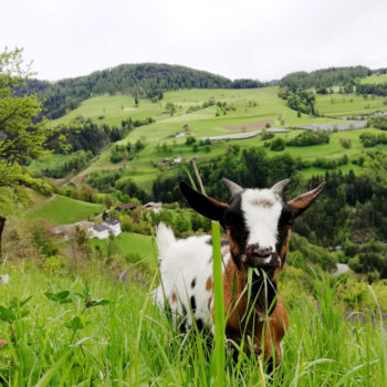 Goats at Schartnerhof in Fiè allo Sciliar