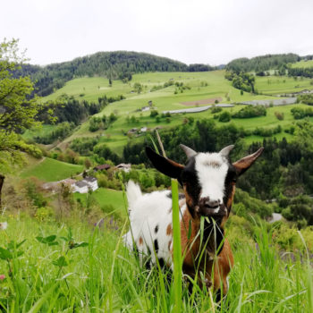 Capre all'agriturismo Schartnerhof a Fiè allo Sciliar