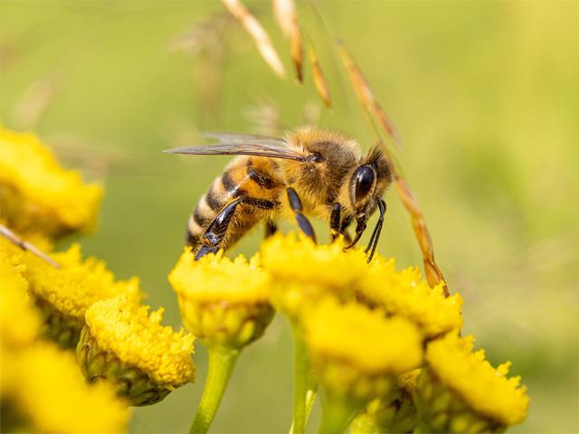 Dolomiti Ranger: Von der Biene zum Honig